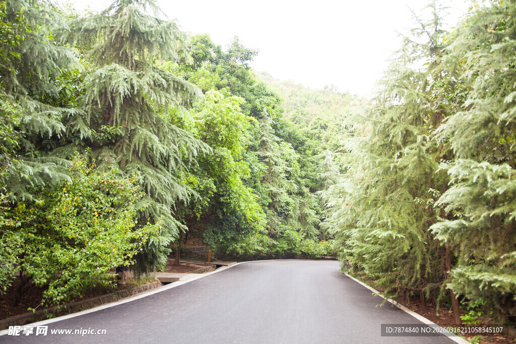 林间蜿蜒公路 绿意盎然