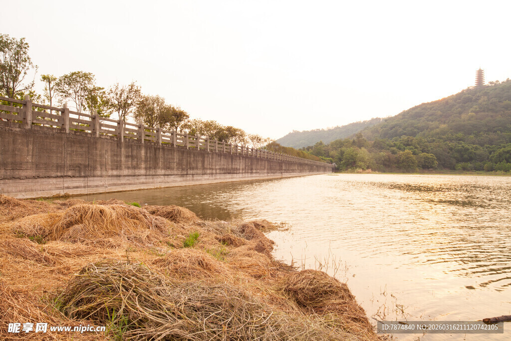 河畔风光 岸边草木与远塔
