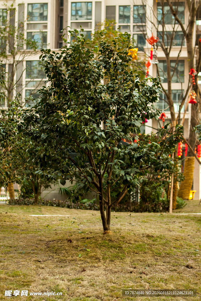 小区内的繁茂绿树