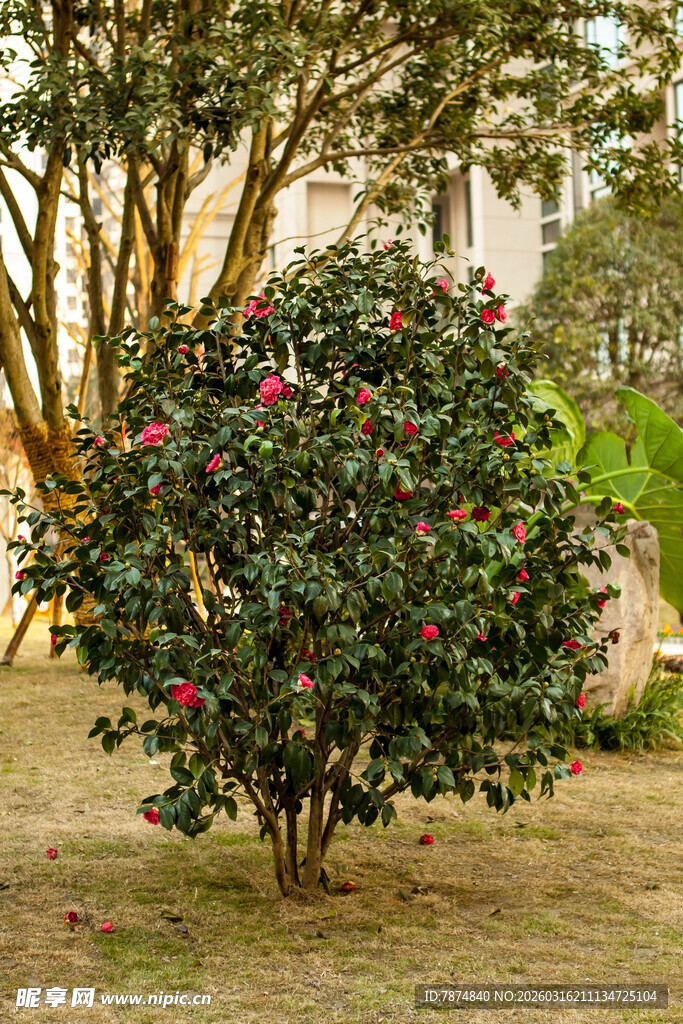 盛开的红花灌木