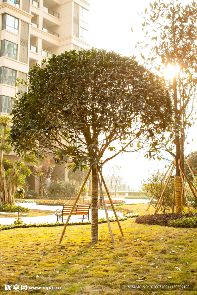 阳光下的园林景观树