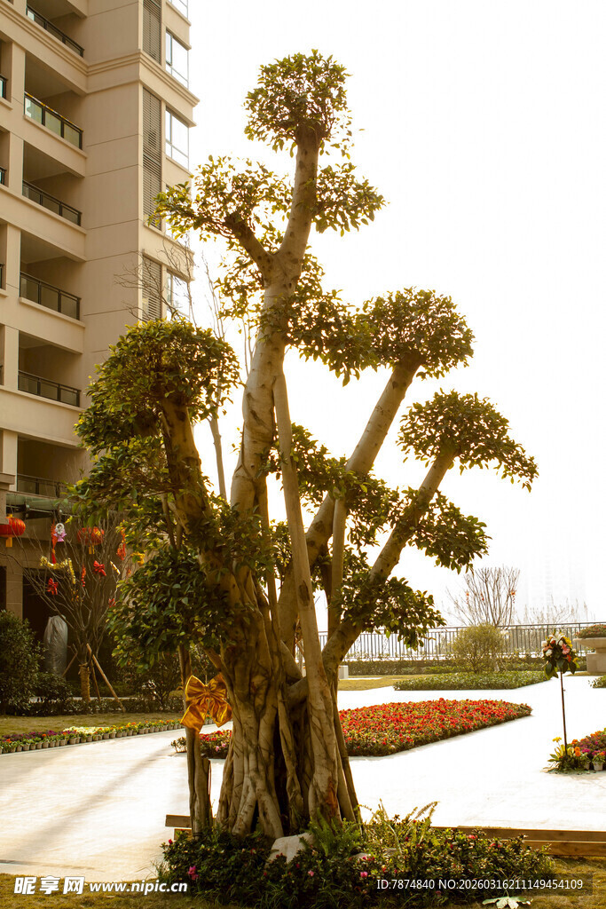 庭院造型松树景观