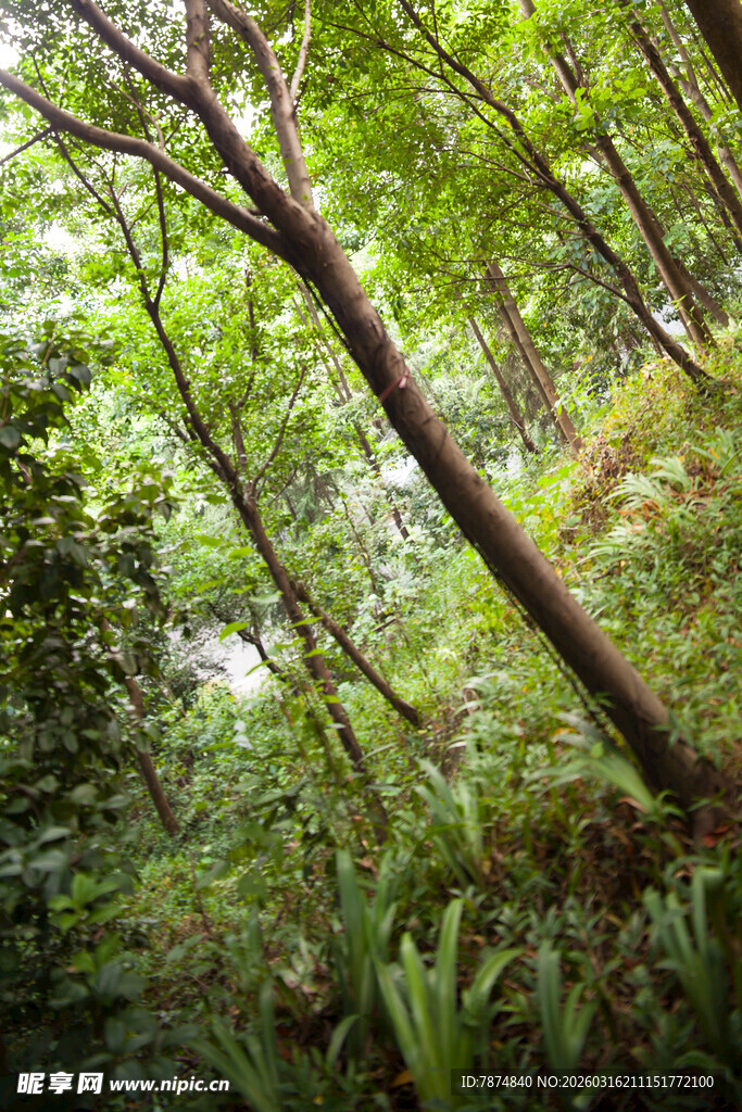 茂密丛林中的繁茂植被