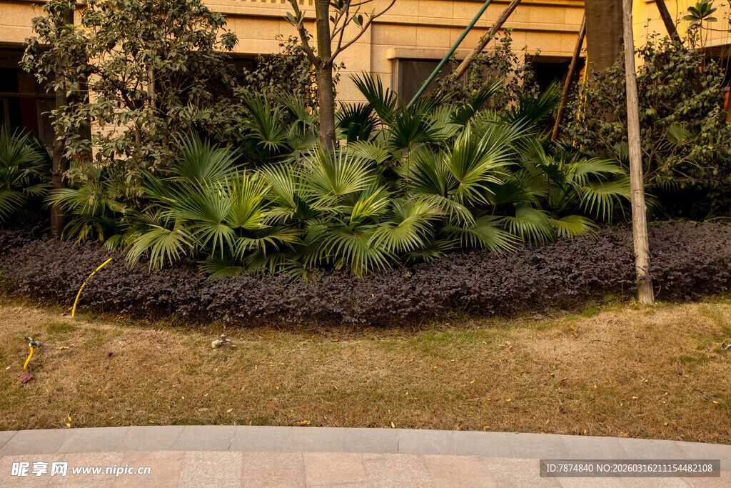 庭院绿植景观特写