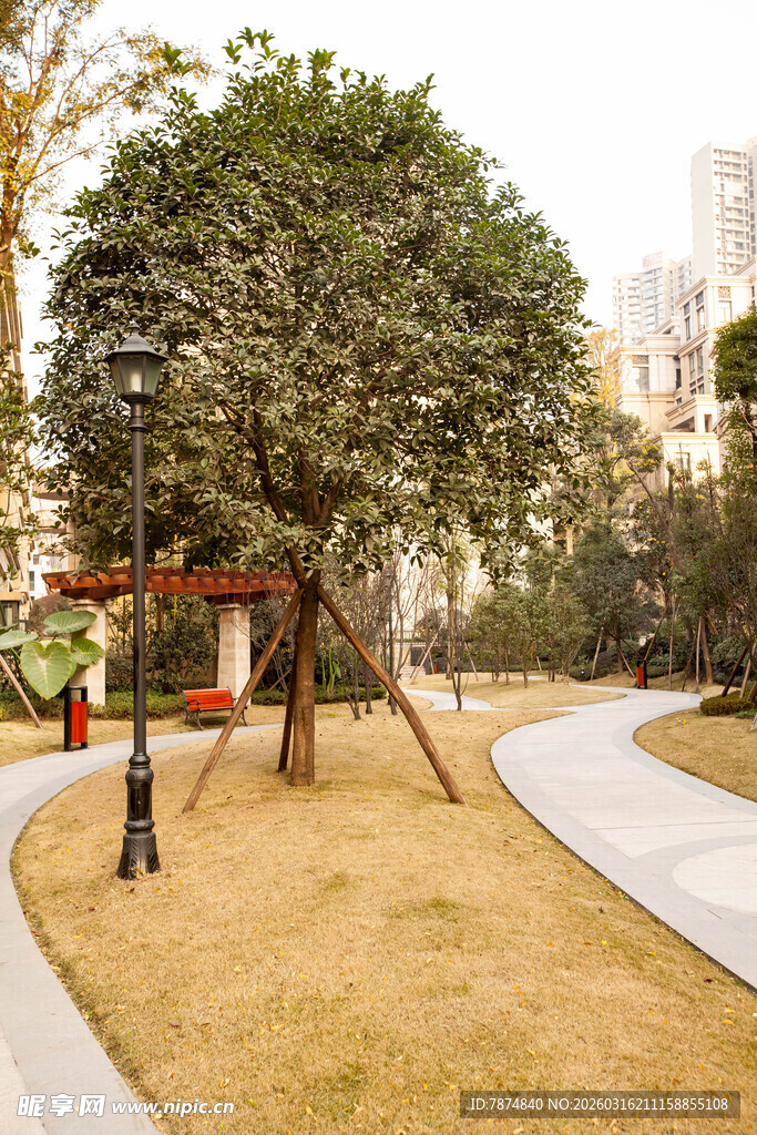 公园内的树木与蜿蜒小径