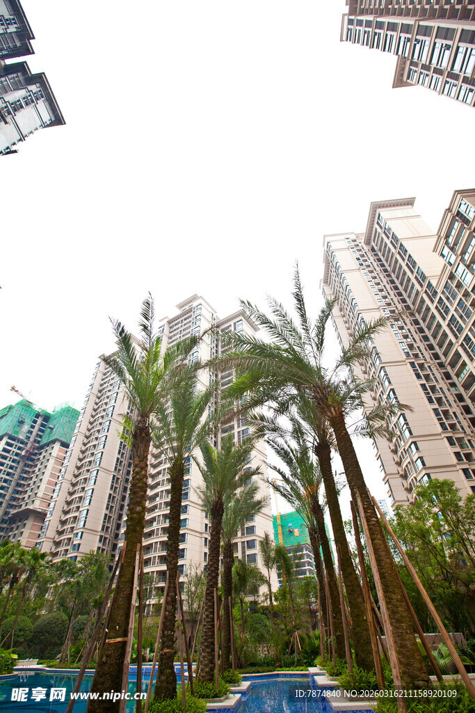城市中葱郁的棕榈树与高楼