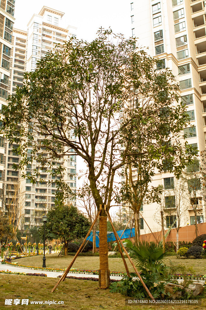小区内的绿树与高楼景观