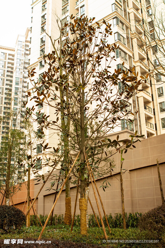 城市中树木与高楼景观