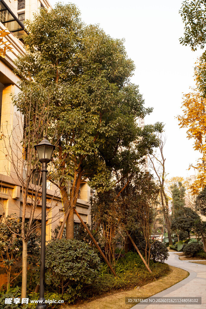 秋日静谧小区林荫小道