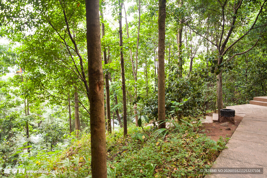 林间幽静小径 绿意盎然