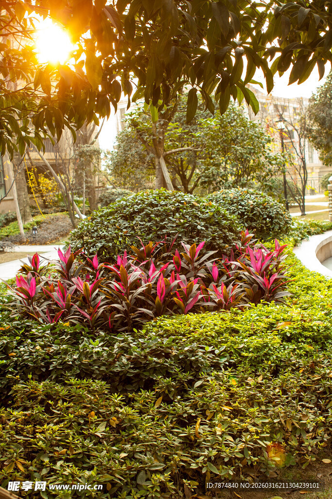 阳光照耀下的多彩花园景观