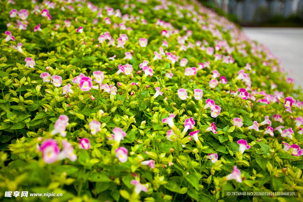 粉色小花点缀的翠绿植物