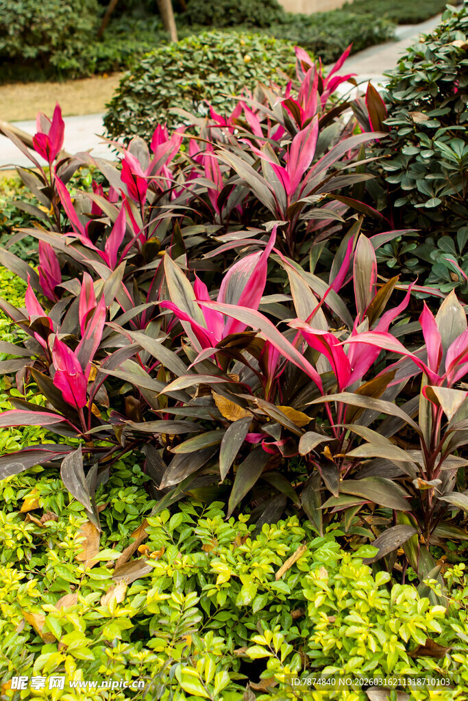 多彩艳丽的观赏植物