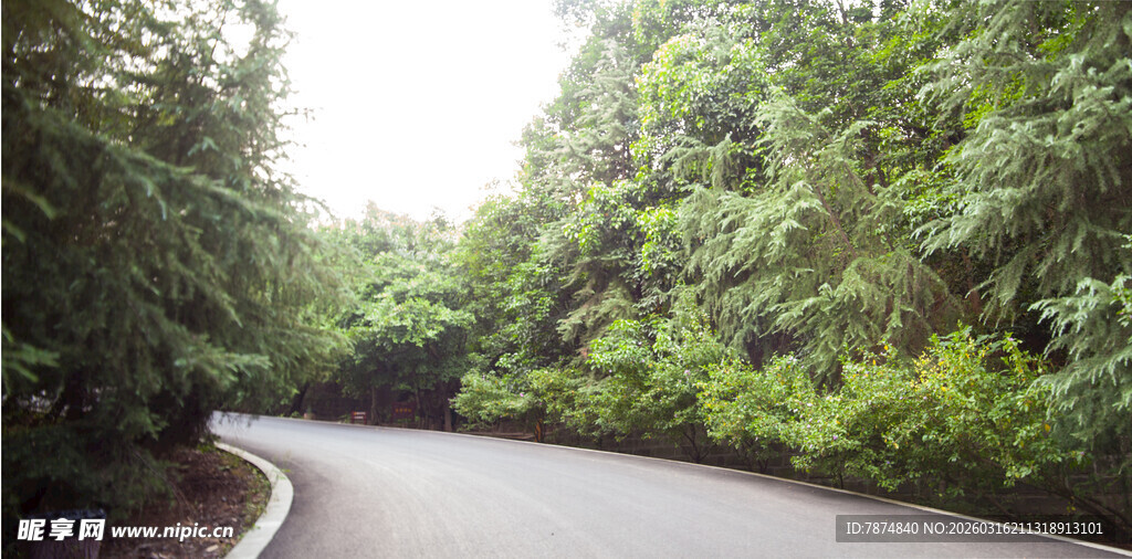 蜿蜒林间路 绿意盎然