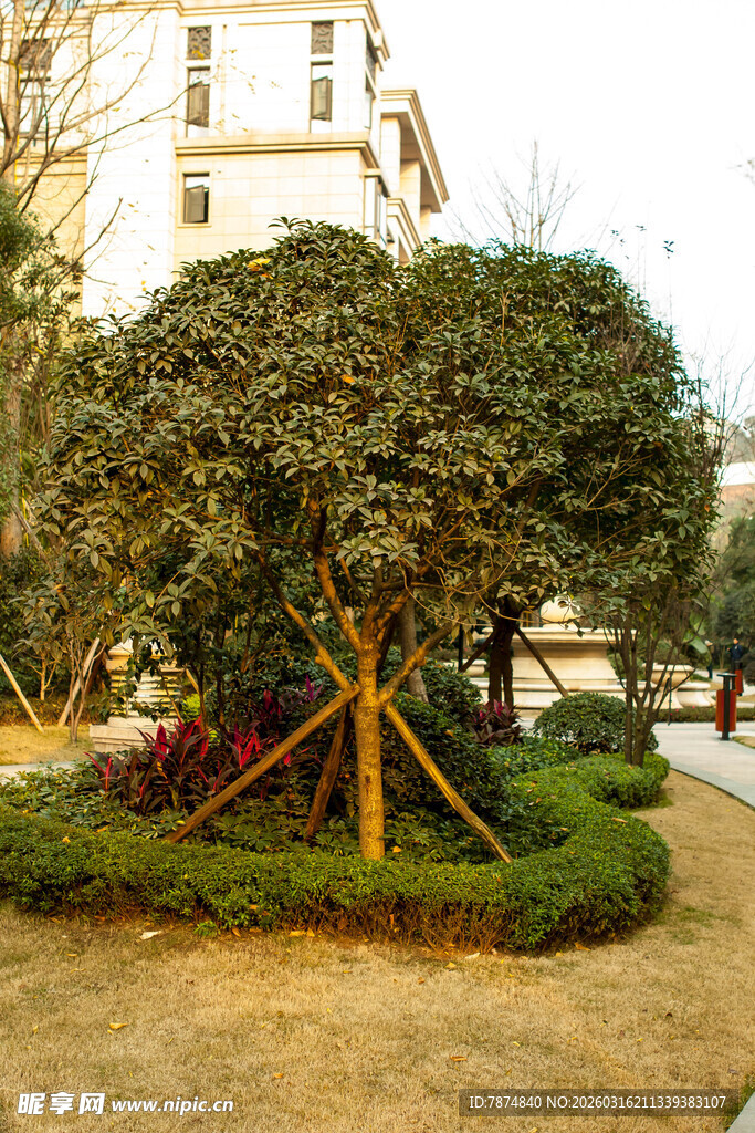 园林景观中的造型绿植