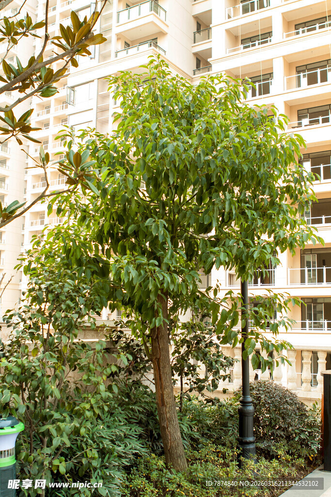 小区内繁茂绿树景观