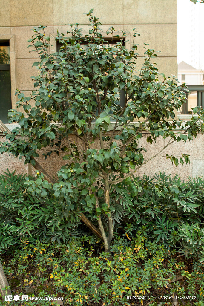 庭院绿植 生机盎然