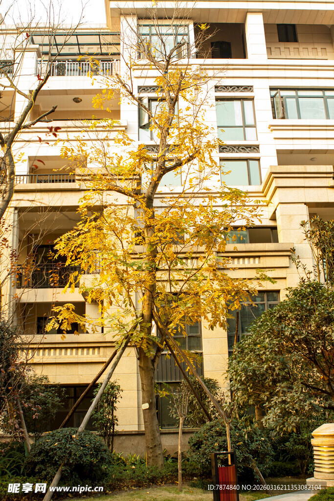 秋日小区里的金黄银杏树