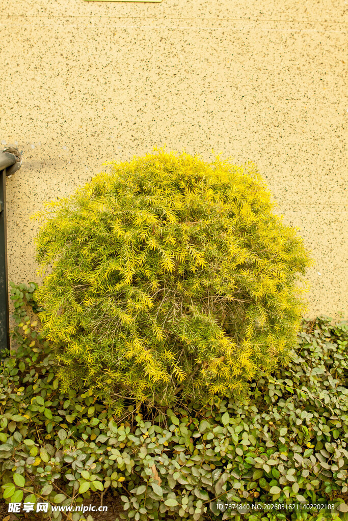 墙边翠绿灌木植物景观