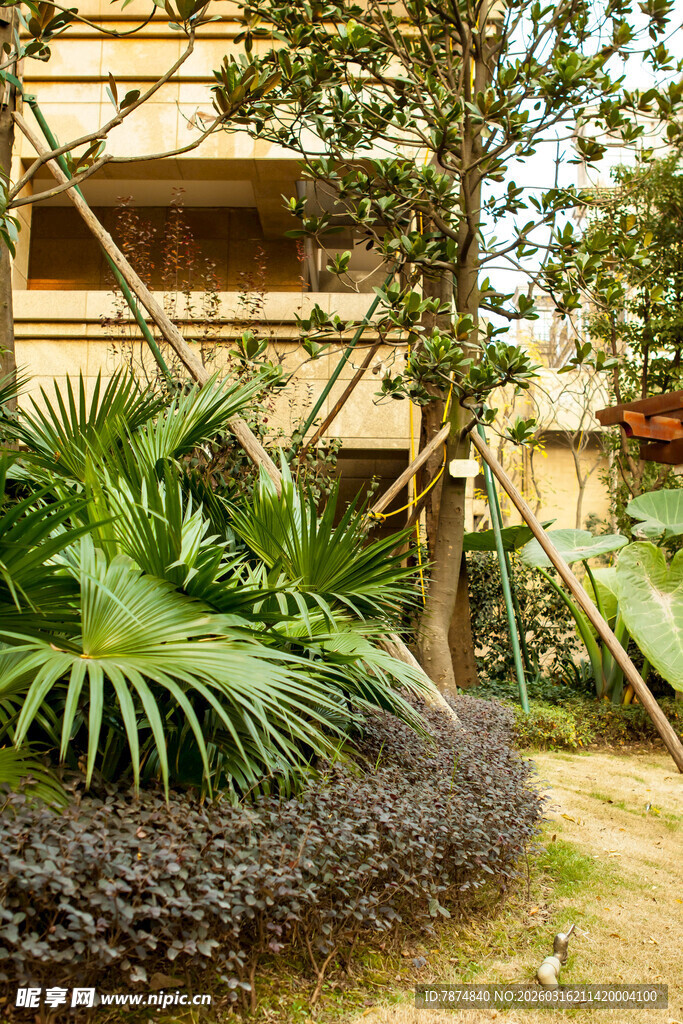 庭院绿植景观一角