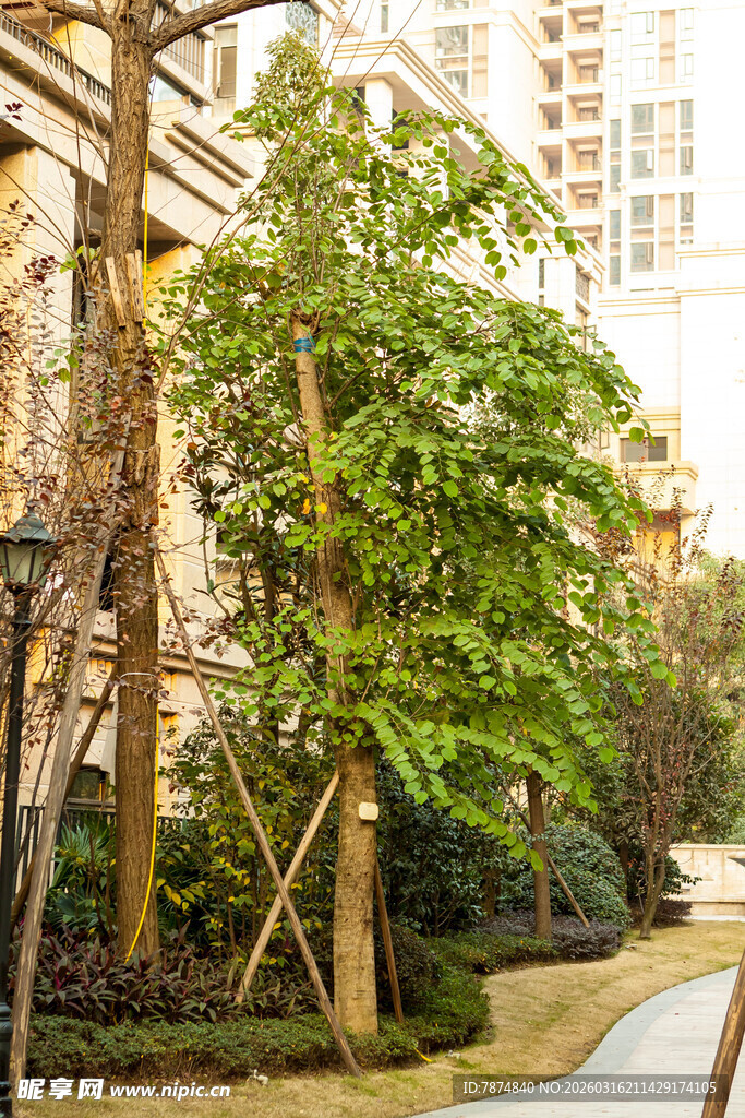 小区内绿意盎然的树木景观