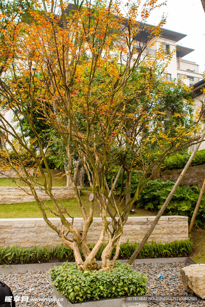 秋日庭院中的多彩树木