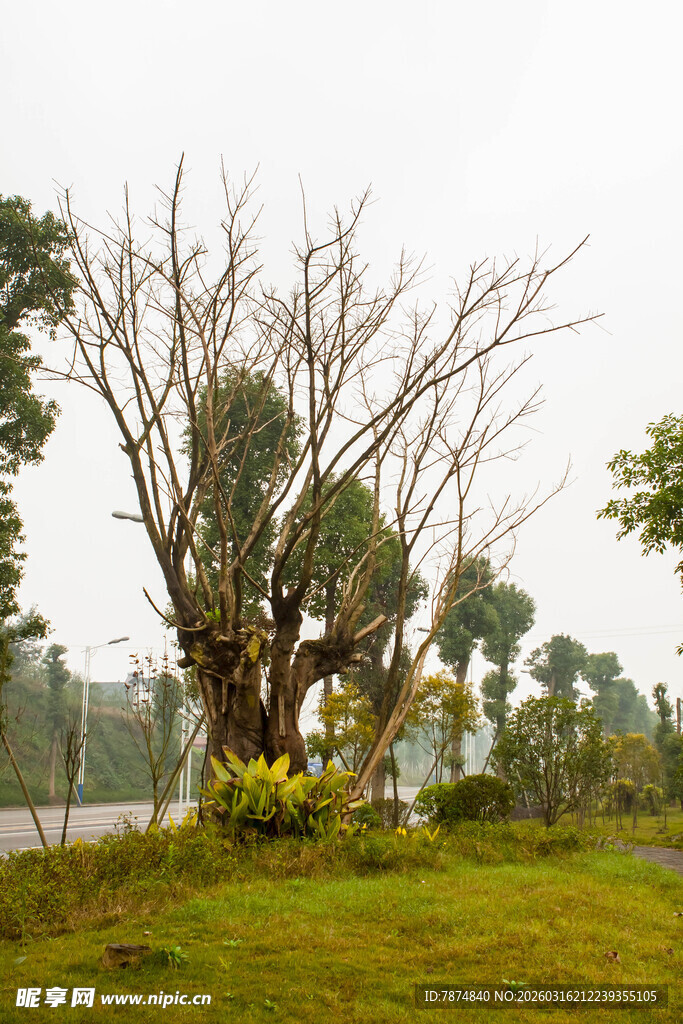 雨中枯树立于绿意草地