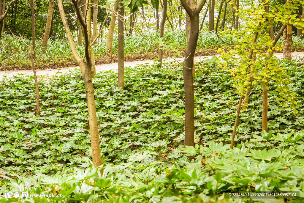 林间绿意盎然的植物景观