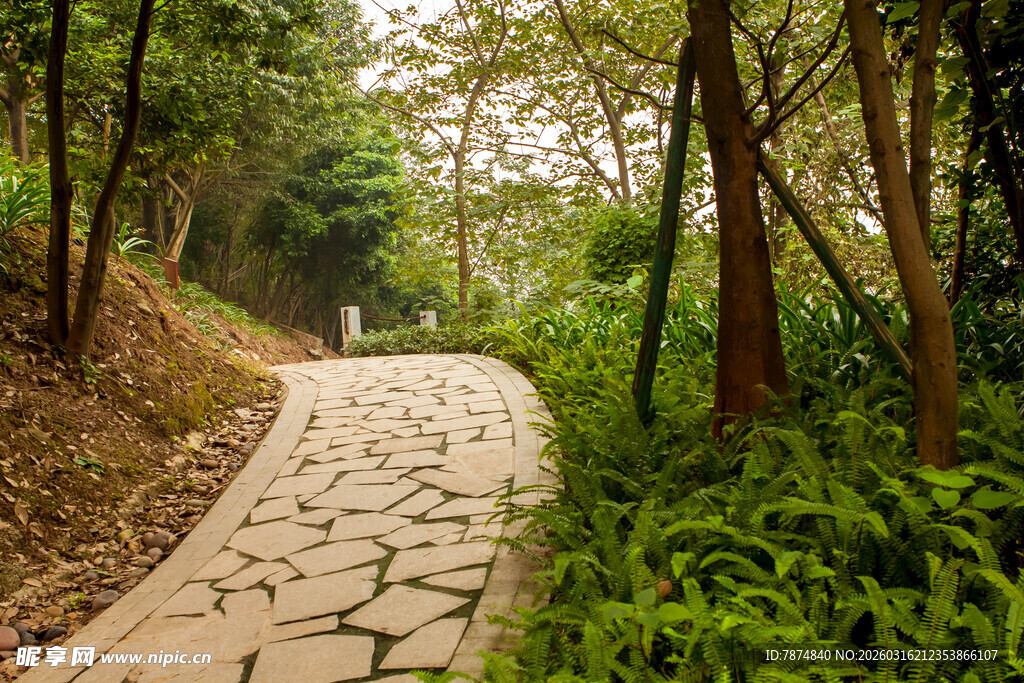 林间石板小径 绿意盎然