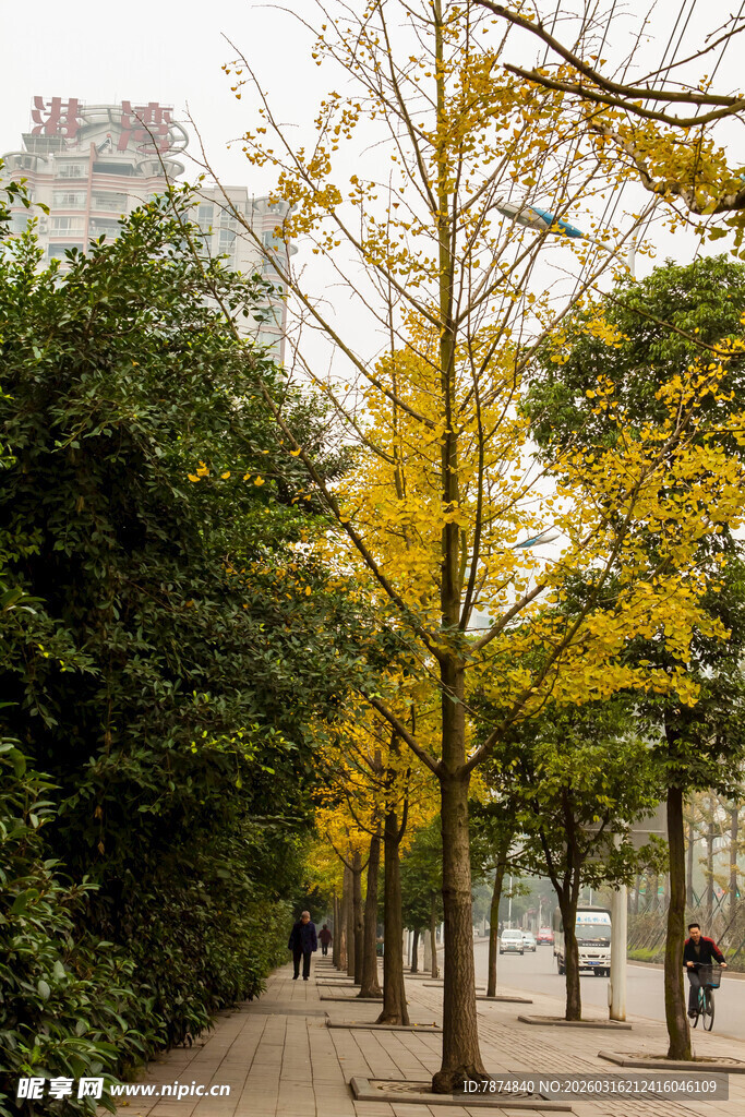 秋日林荫道的斑斓景致