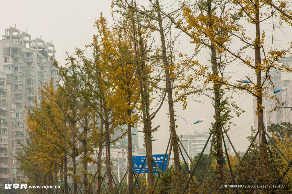 秋日街道旁的金黄树木