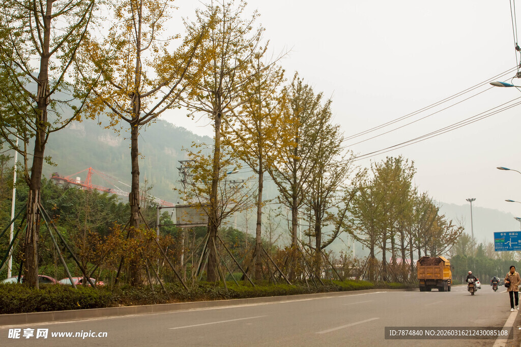 秋日公路旁的树木风景