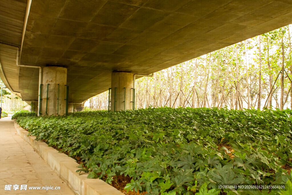 桥下绿植景观