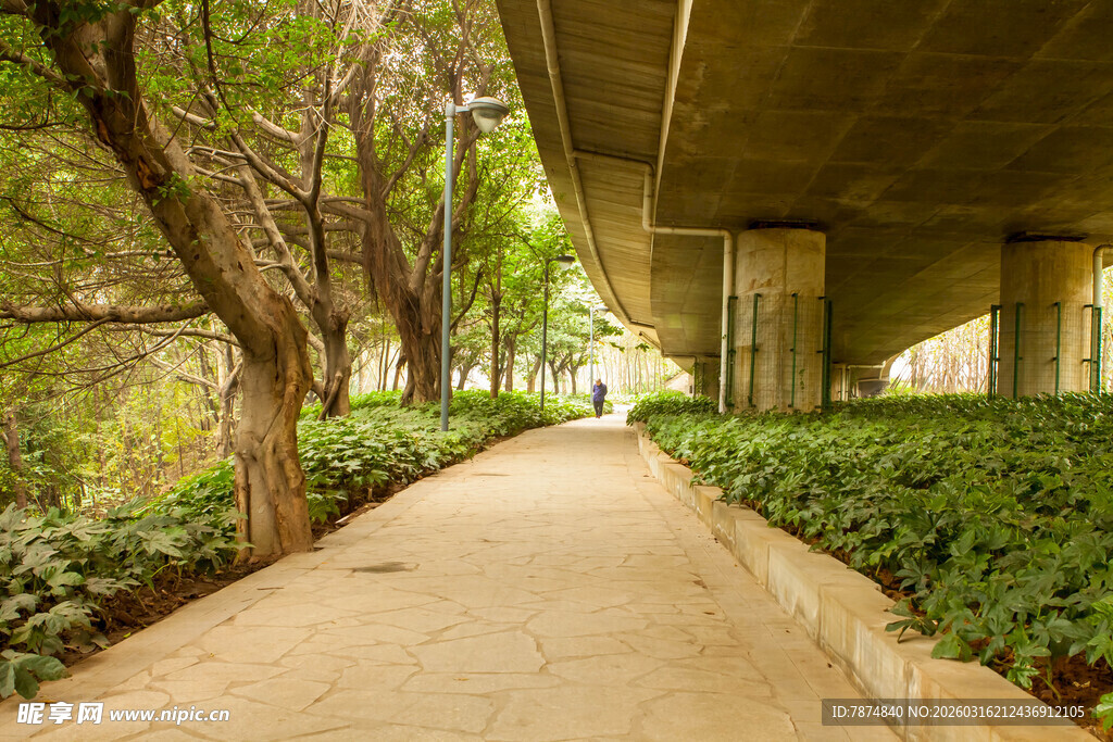 林荫小道旁的绿植景观
