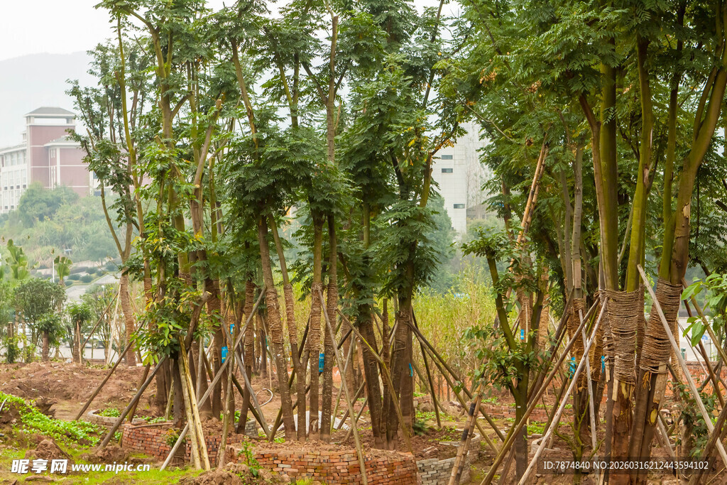 新植树林 苗木整齐待成长