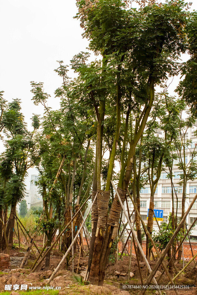 苗木种植园中的树木景观