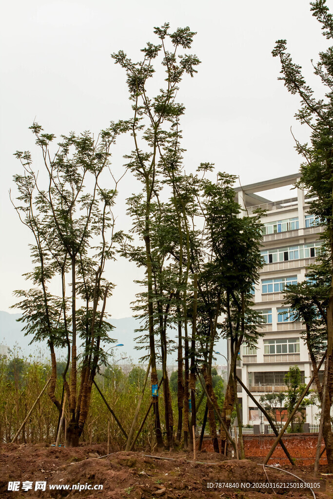 新建区域的挺拔树木景观