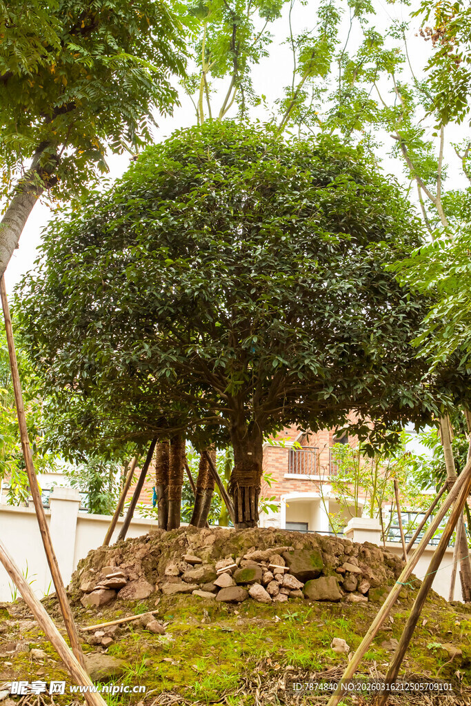 庭院中造型别致的绿树