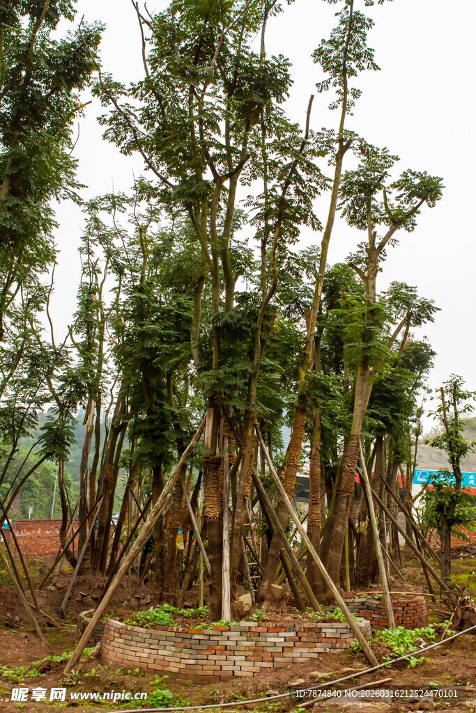 苗木种植园中的树木景观