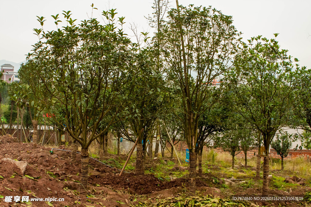 新植树木的户外绿化场景