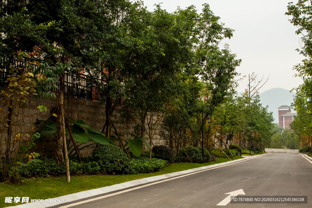 林荫大道 静谧自然景致