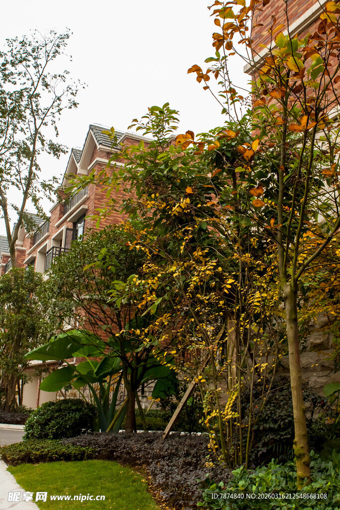 庭院绿植景观 秋意盎然