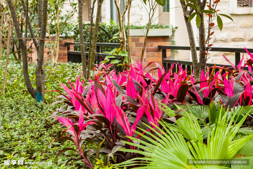 艳丽花丛中的多彩植物景观