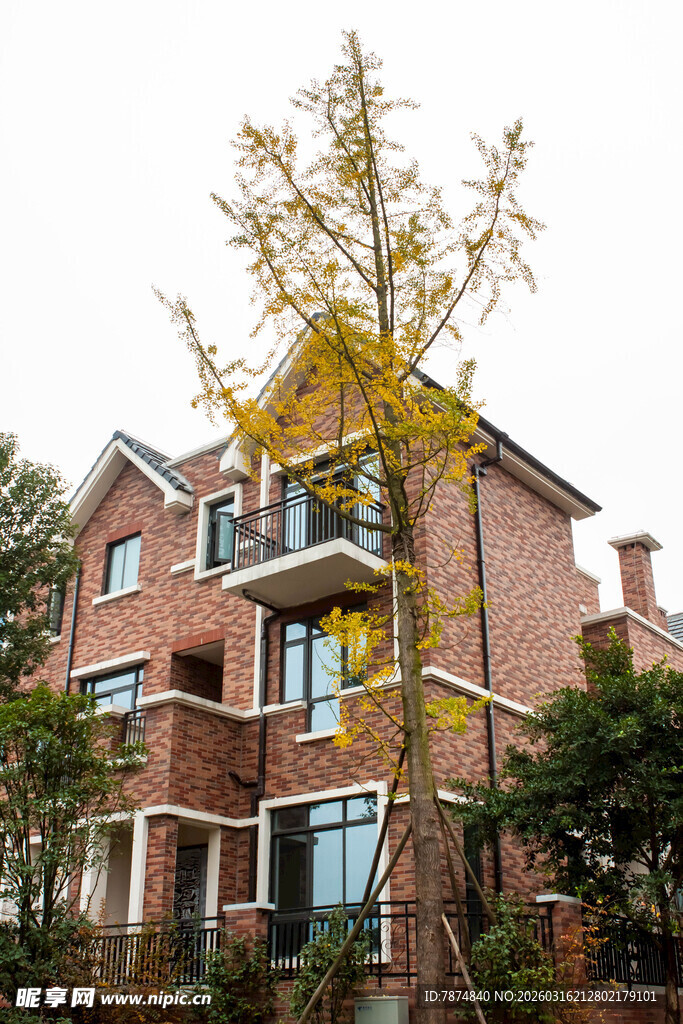 红砖别墅旁的金黄树木