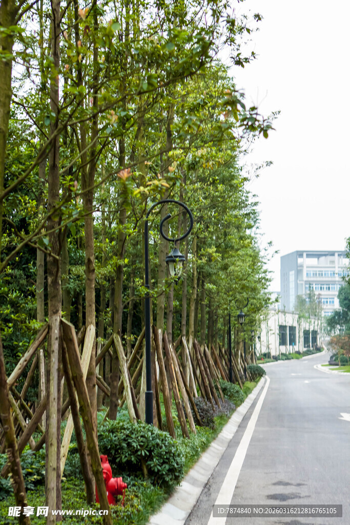 林荫道旁绿植整齐排列