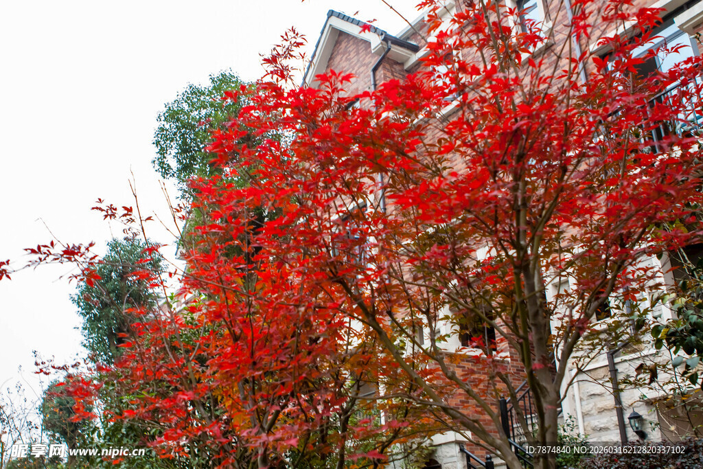 街头烂漫红树景致