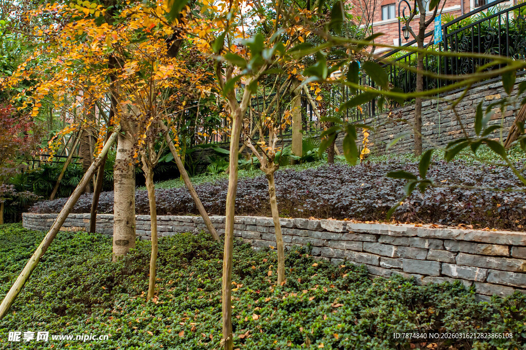 秋日园林景观中的缤纷树木