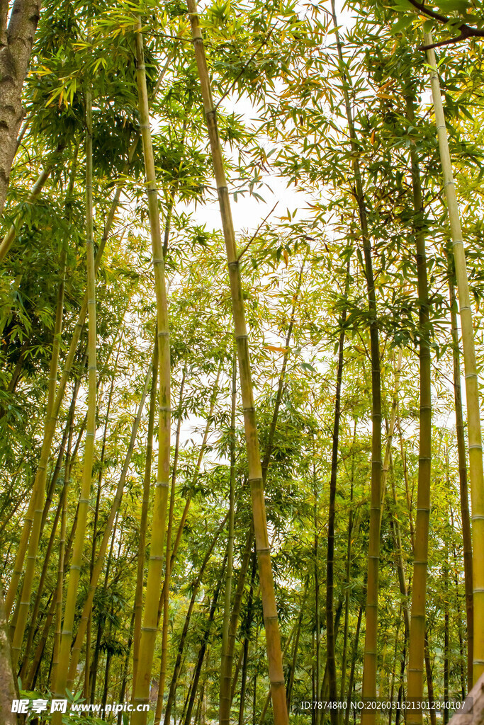 翠绿竹林 自然清新之景