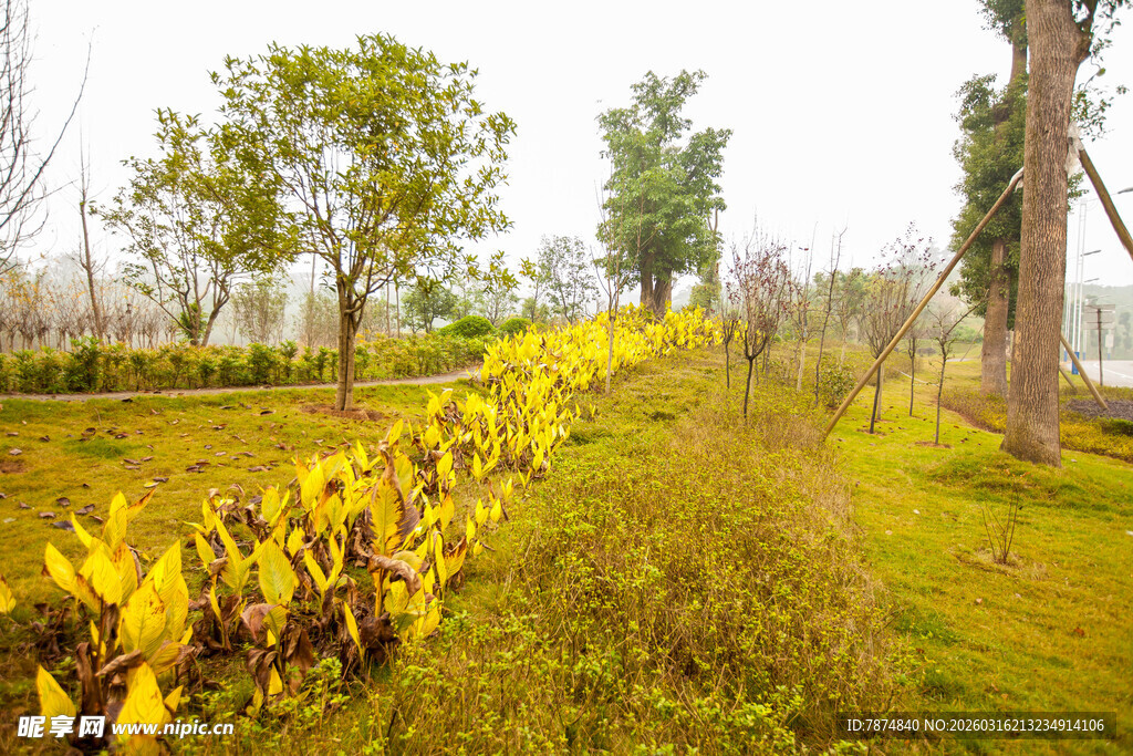 田野间的金黄绿植景观