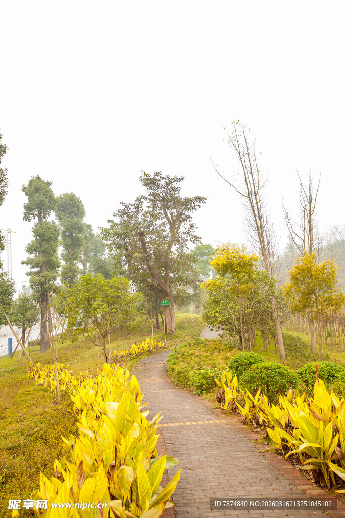 雾中花径 自然清新景致